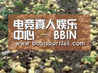 种植基地七